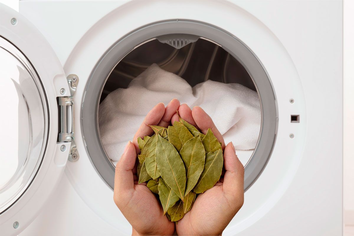 Einfach ein Lorbeerblatt in die Waschmaschine geben, und Ihre Wäsche wird nie wieder so sein wie zuvor