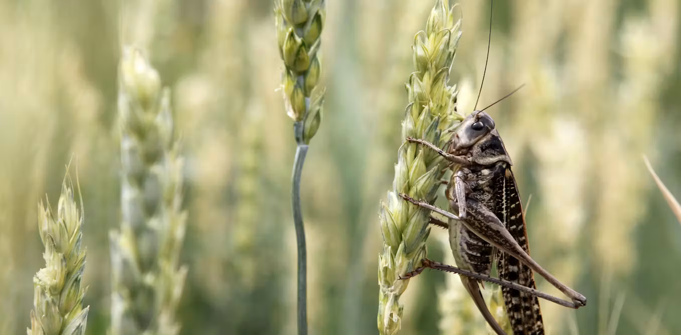 Duftstoffe auf Feldern zur Abwehr schädlicher Insekten