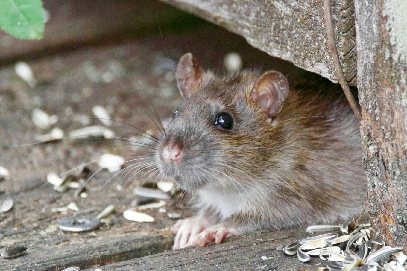 Ratten und Mäuse: Dieses einfache Blatt ist der beste Weg, um sie für immer loszuwerden.