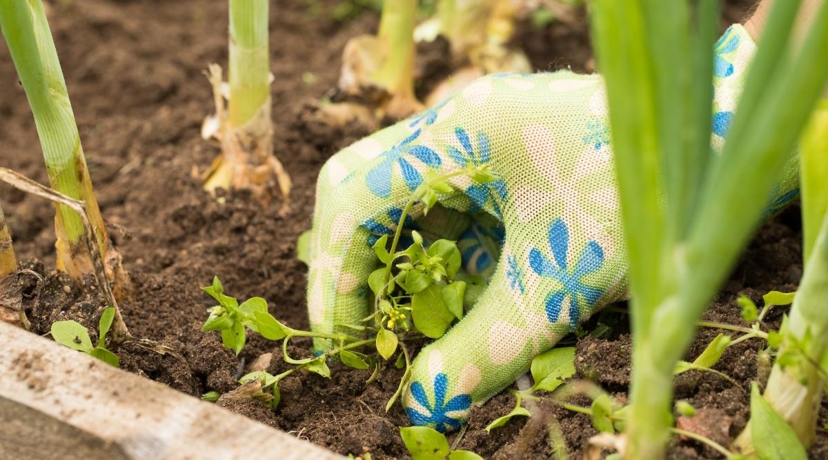 Keine Unkräuter mehr: Mit diesem einfachen Trick werden Sie sie ohne Chemikalien los
