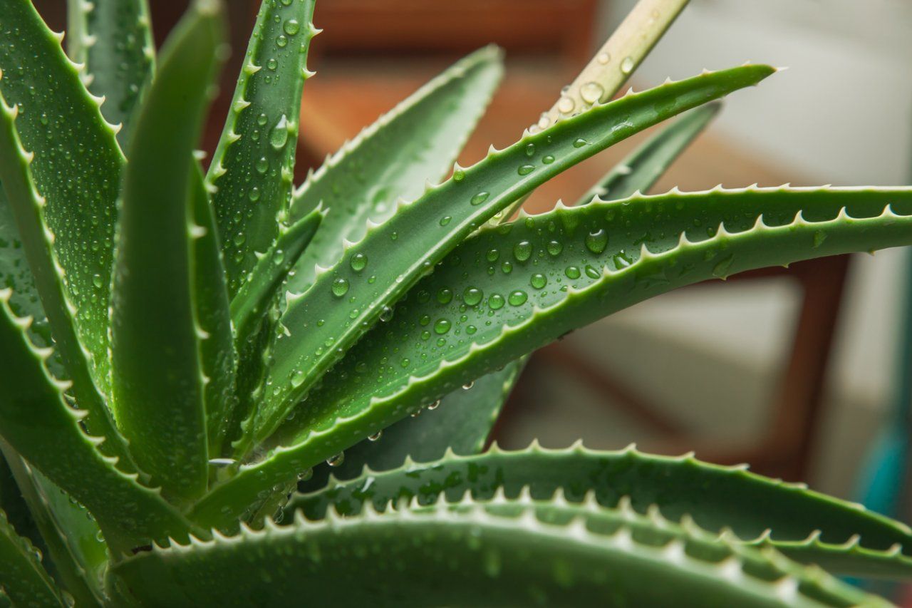 Auf Wiedersehen, Hyaluronsäure: Das Geheimnis der Herstellung von natürlichem Kollagen aus Aloe Vera zu Hause