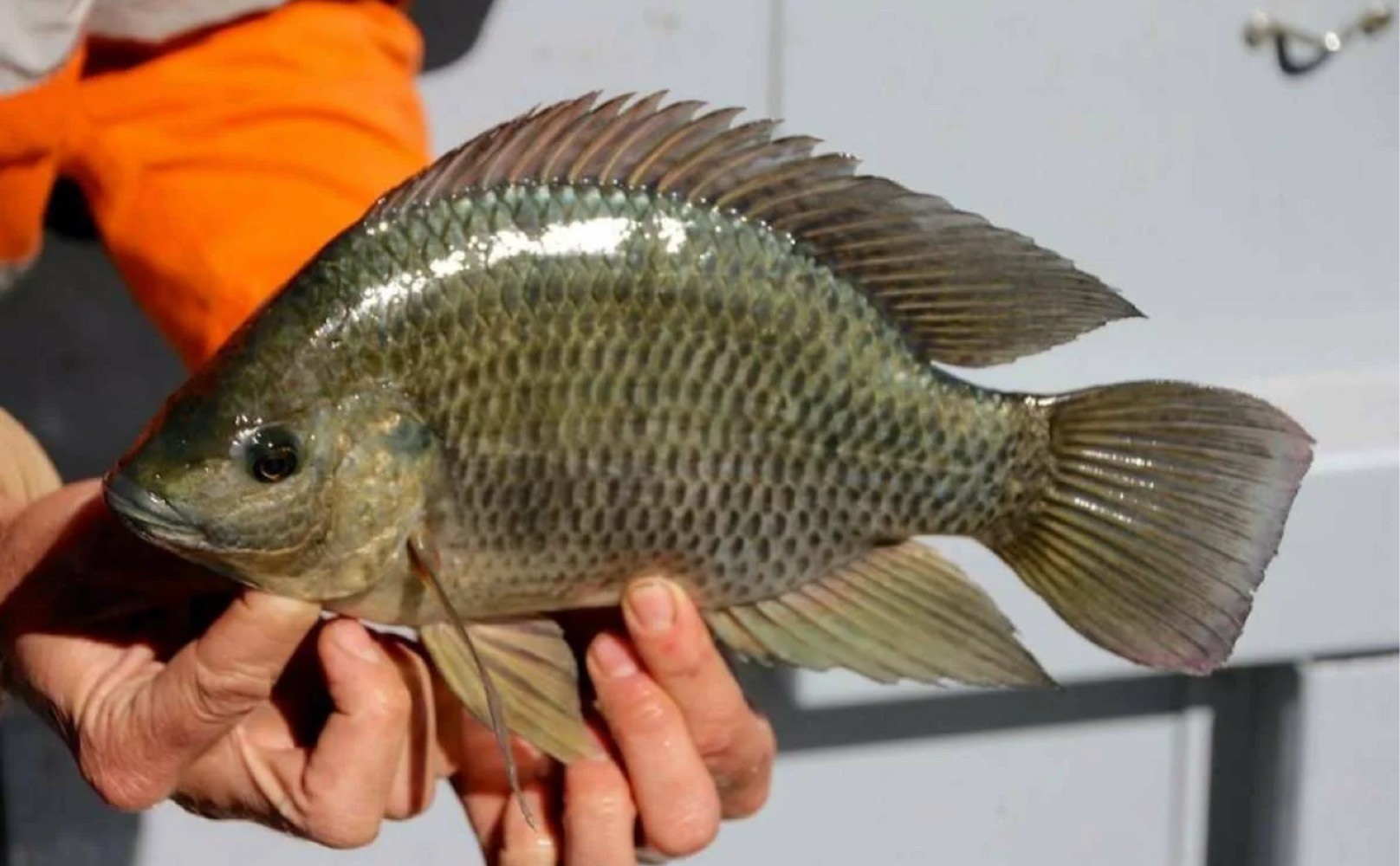 Wenn es im Handel erhältlich ist, ist es im Handumdrehen ausverkauft. Dieser Fisch ist genauso ungesund wie Pangasius