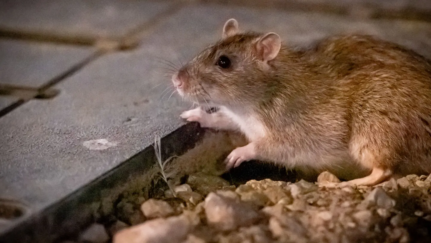 Ratten im Garten: Dieses alltägliche Produkt ist sehr wirksam, um sie zu vertreiben (außerdem riecht es sehr angenehm).