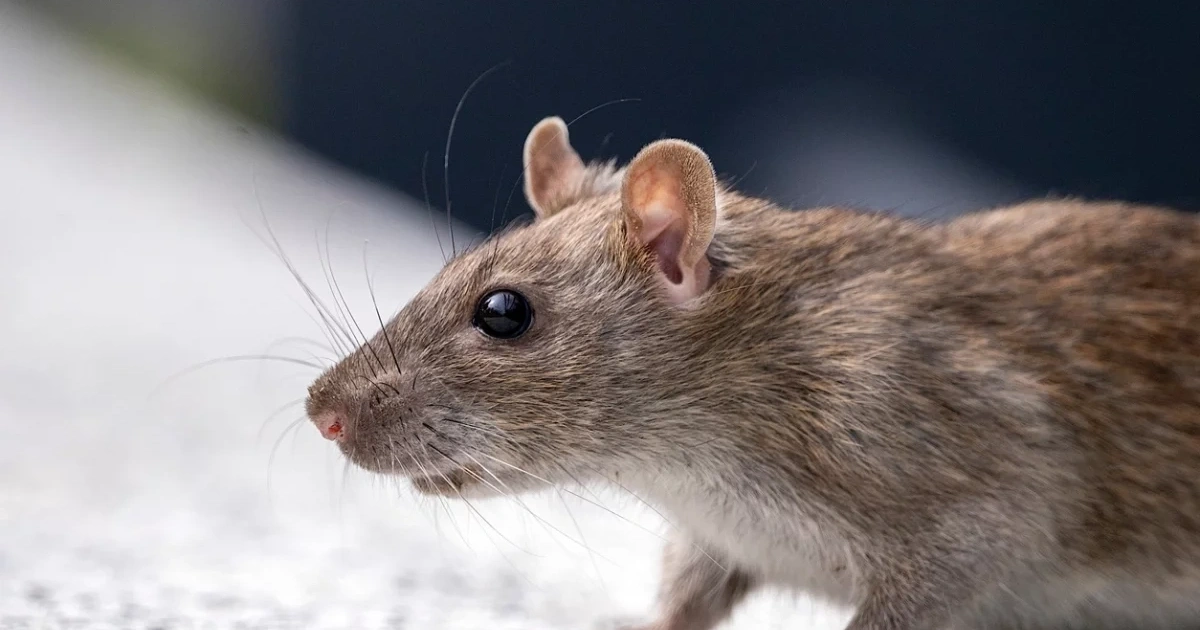 Ratten und Mäuse: Dieses einfache Blatt ist der beste Weg, um sie für immer loszuwerden.