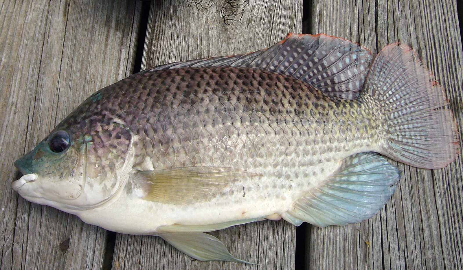 Wenn es im Handel erhältlich ist, ist es im Handumdrehen ausverkauft. Dieser Fisch ist genauso ungesund wie Pangasius