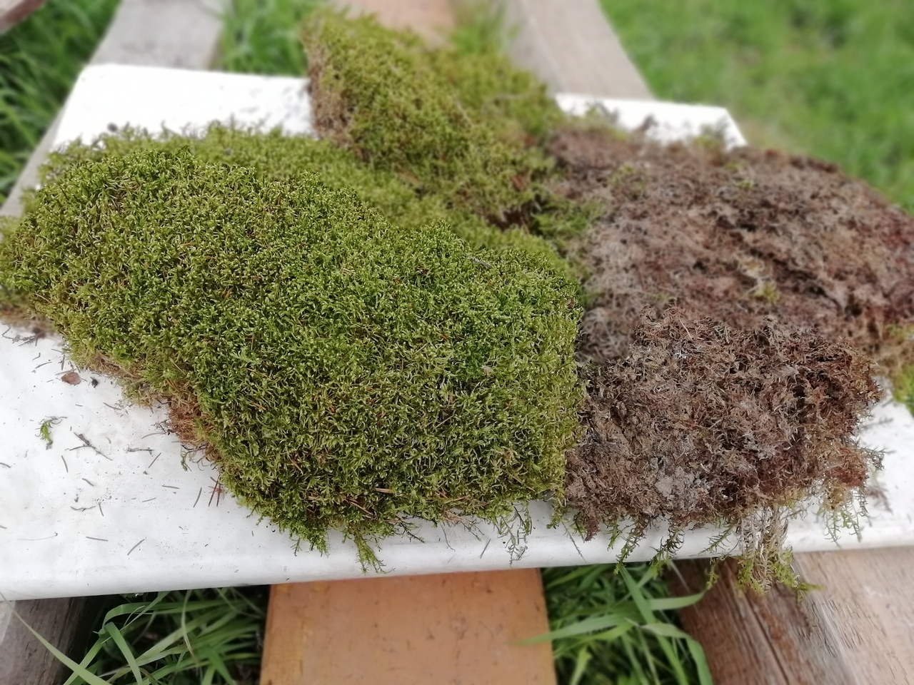 Moos verschwindet im Handumdrehen. Eine effektive Methode für einen gesunden und dichten Rasen
