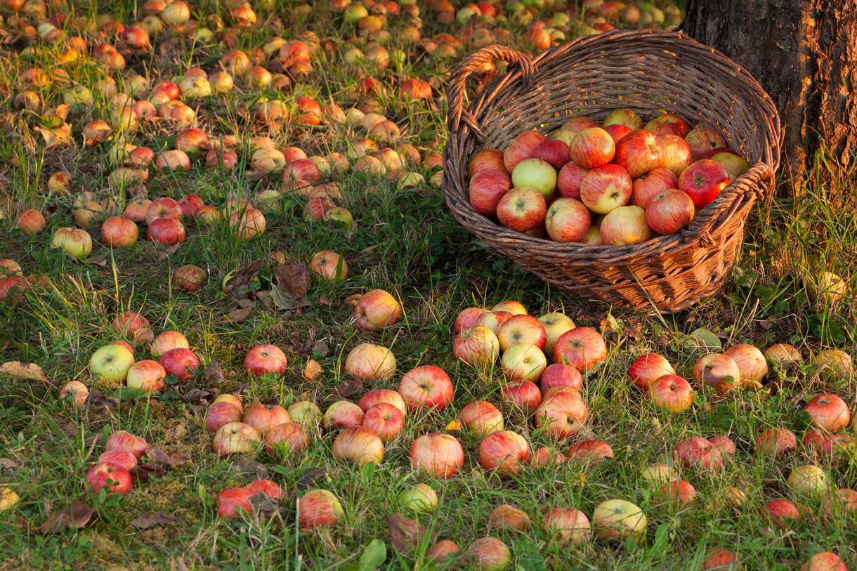 Ich habe vergessen, die heruntergefallenen Äpfel aufzulesen: Folgen für den Garten
