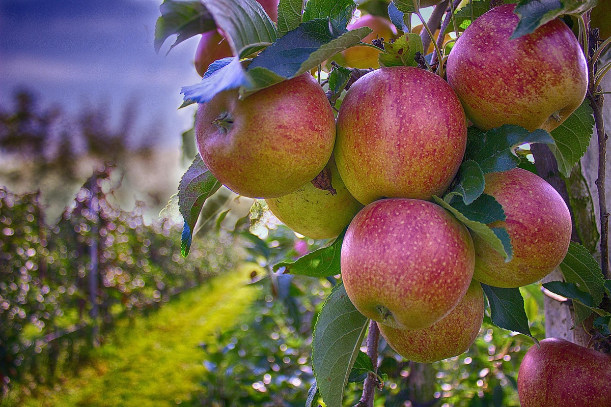 Ich habe vergessen, die heruntergefallenen Äpfel aufzulesen: Folgen für den Garten