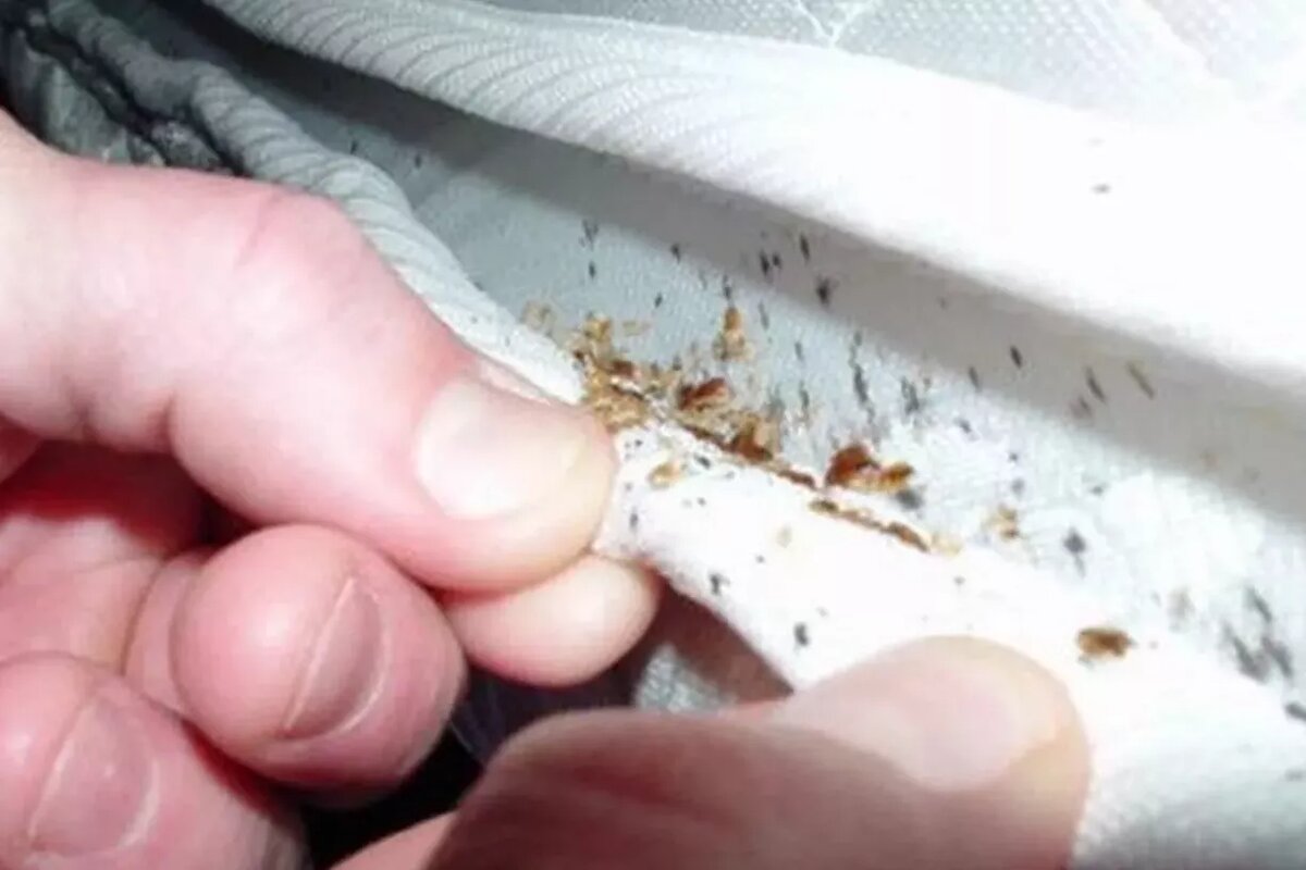 Wie kann man Milben im Haus leicht loswerden? Was Sie wissen sollten